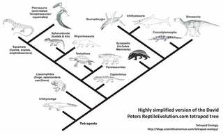 Illustration for article titled The best scientific smackdown about evolution you'll read this week